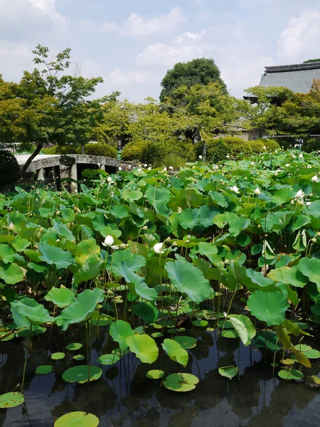 A Lotus pond in kyoto — Stock Photo, Image