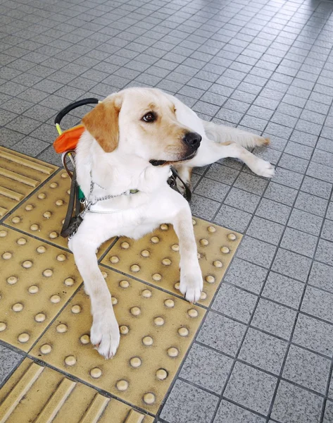 Geleidehond met baksteen gids geleidehond met gids baksteen — Stockfoto