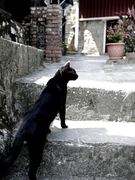 Досить чорний кіт полювання — стокове фото