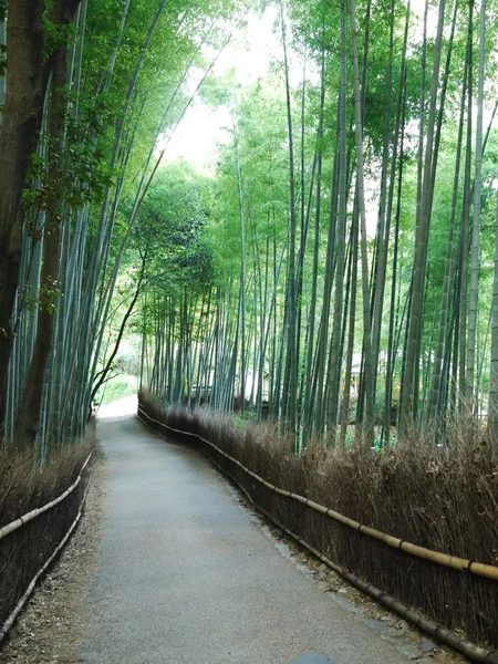 Road in bamboo forest — Stock Photo, Image