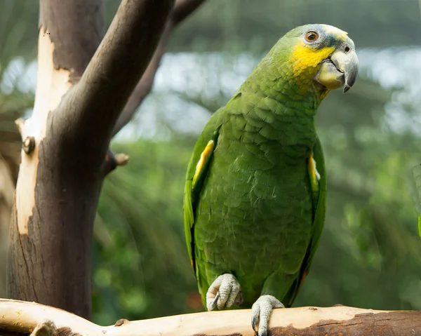 Asa laranja papagaio amazônico Fotografias De Stock Royalty-Free