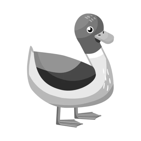 Conception vectorielle de l'icône canard et oiseau. Ensemble de symbole de stock de canard et de drake pour la toile. — Image vectorielle