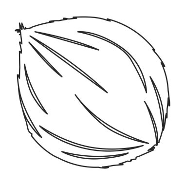 Hindistan cevizi vektör simgesi. Beyaz arkaplan üzerinde izole edilmiş ana vektör simgesi.