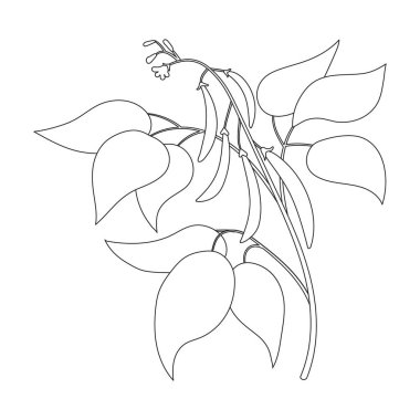 Fasulye bitki vektör çizgisi simgesi. Beyaz arka planda vektör illüstrasyon fasulyesi. Fasulye bitkisinin izole edilmiş tasviri..