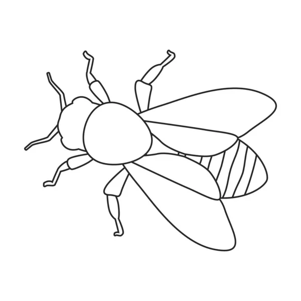 Icône de contour vectoriel abeille miel. Illustration vectorielle animal d'abeille domestique sur fond blanc. Isolée illustration de contour icône de l'abeille domestique. — Image vectorielle