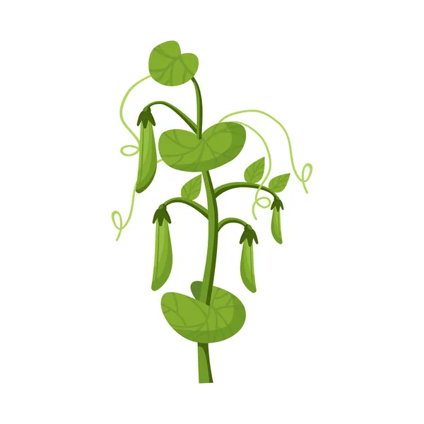 Objeto isolado de arbusto e ervilhas símbolo. Elemento web de arbusto e símbolo de estoque de sementes para web. —  Vetores de Stock