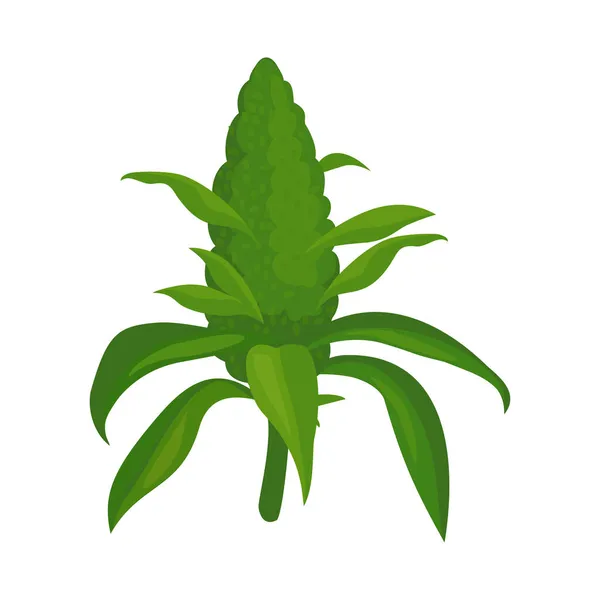 Vector illustratie van knop en marihuana icoon. Grafiek van knop en bloeiwijze voorraad symbool voor web. — Stockvector