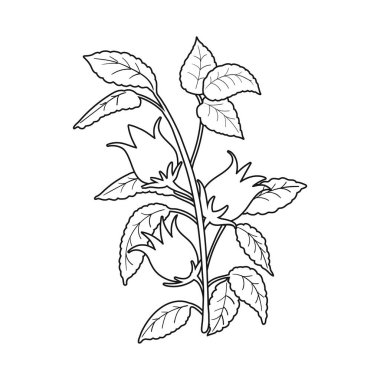 Çiçek ve amber ambleminin vektör çizimi. Çiçek ve tropik stok vektör illüstrasyonunun web ögesi.