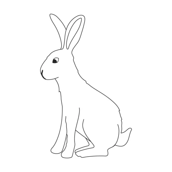 Rabbit vector outline icon. Vector illustration bunny on white background. Isolated outline illustration icon of rabbit. — 图库矢量图片