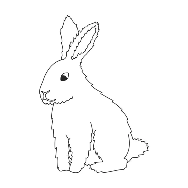 Tavşan vektör çizgisi simgesi. Beyaz arka planda vektör illüstrasyon tavşanı. Tavşanın izole edilmiş tasviri simgesi. — Stok Vektör