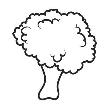 Karnabahar vektör simgesi. Taslak vektör simgesi beyaz arkaplan karnabaharı üzerinde izole edildi.