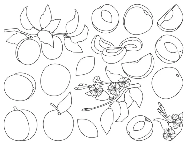 Abricot de fruits vecteur contour icône ensemble. Illustration vectorielle pêche sur fond blanc. Isolé contour ensemble icône abricot de fruits. — Image vectorielle