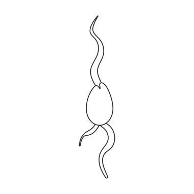 Filiz kereviz vektör simgesi. Beyaz arkaplan parçasında izole edilmiş dış hat vektör simgesi..