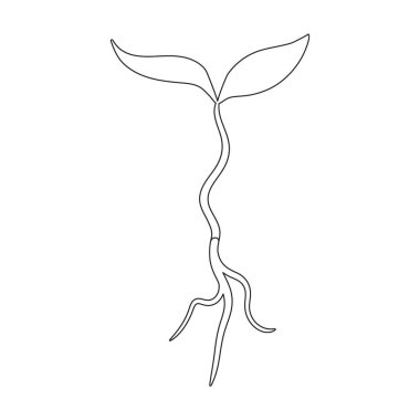 Filiz kereviz vektör simgesi. Beyaz arkaplan parçasında izole edilmiş dış hat vektör simgesi..