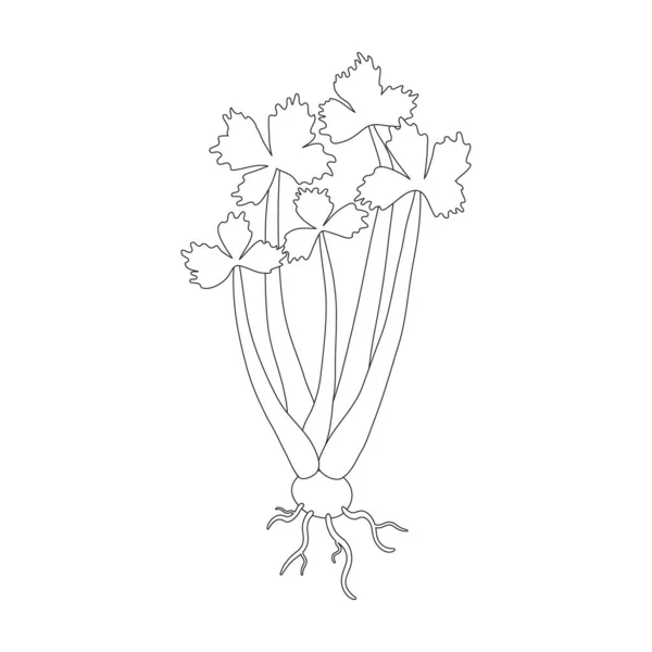 Sprout Sellerie Vektor icon.Outline Vektor Symbol isoliert auf weißem Hintergrund Stück Sellerie. — Stockvektor