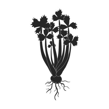 Filiz kereviz vektör simgesi. Siyah vektör simgesi beyaz arkaplan parçasında izole edilmiş..