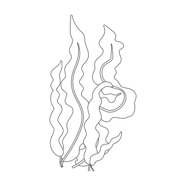 Deniz yosunu vektör simgesi. Beyaz arkaplan yosununda izole edilmiş dış hat vektör simgesi.