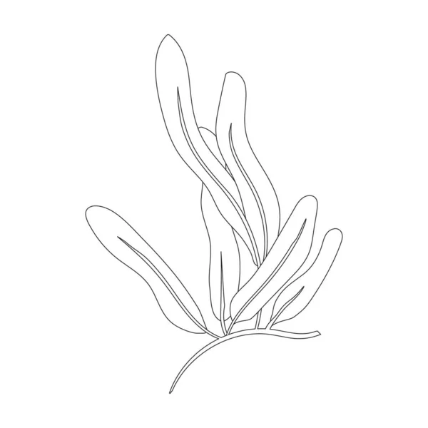 Icona vettoriale di alghe marine. Icona vettoriale di contorno isolata su alghe bianche di sfondo. — Vettoriale Stock
