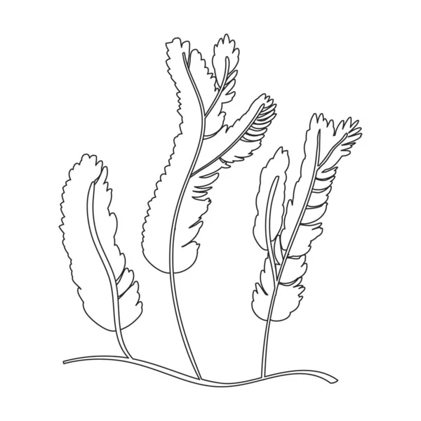 Ícone vetor Seaweed icon.Outline vetor isolado em algas brancas fundo. —  Vetores de Stock