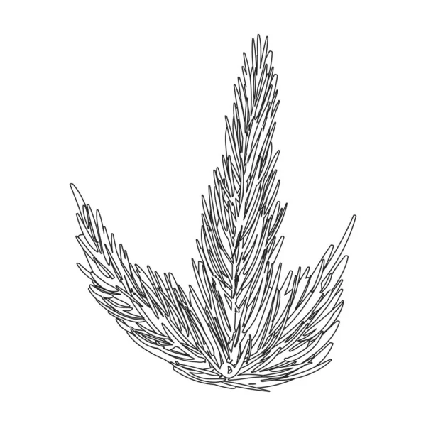 Ícone vetor Seaweed icon.Outline vetor isolado em algas brancas fundo. — Vetor de Stock