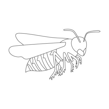 Yabanarısı vektör çizgisi simgesi. Beyaz arka planda vektör illüstrasyon böceği yaban arısı. Böcek eşekarısının izole edilmiş ana hatlı resim simgesi.