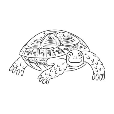 Kaplumbağa vektör simgesi. Beyaz arkaplan kaplumbağasında izole edilmiş dış hat vektör simgesi..