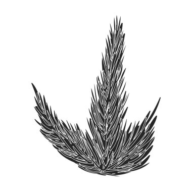 Deniz yosunu vektör simgesi. Siyah vektör simgesi beyaz arkaplan yosununda izole edildi.