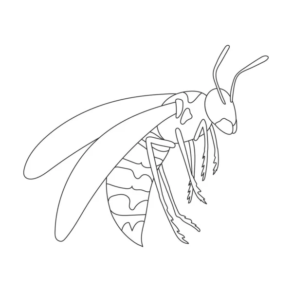 Wespenvektorumrisssymbol. Vektorillustration Insekt Wespe auf weißem Hintergrund. Vereinzelte Umrisse illustrieren Ikone der Insektenhornisse. — Stockvektor