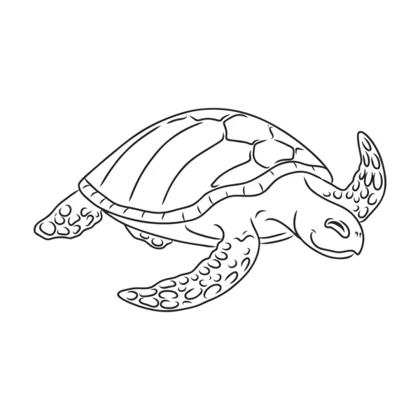 Icono de vector de tortuga. Icono de vector de contorno aislado en tortuga de fondo blanco. — Vector de stock