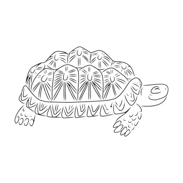 Icono de vector de tortuga. Icono de vector de contorno aislado en tortuga de fondo blanco. — Archivo Imágenes Vectoriales