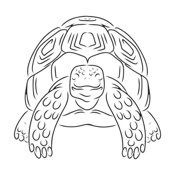 Kaplumbağa vektör simgesi. Beyaz arkaplan kaplumbağasında izole edilmiş dış hat vektör simgesi..