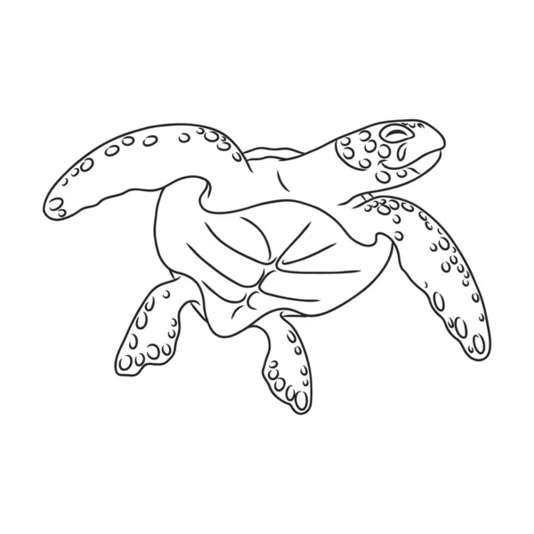 Icono de vector de tortuga. Icono de vector de contorno aislado en tortuga de fondo blanco. — Vector de stock