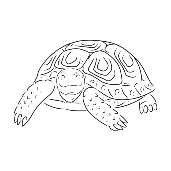 Icona vettoriale tartaruga. Icona vettoriale contorno isolato su sfondo bianco tartaruga. — Vettoriale Stock