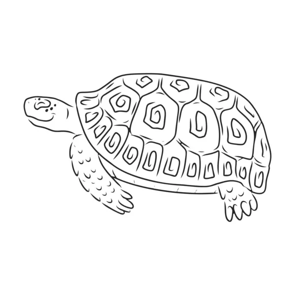 Icono de vector de tortuga. Icono de vector de contorno aislado en tortuga de fondo blanco. — Archivo Imágenes Vectoriales