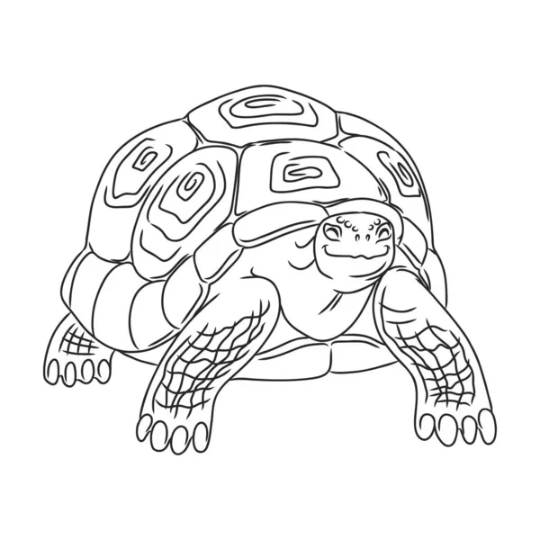 Векторний значок черепахи. Значок виходу ізольовано на білому тлі черепахи . — стоковий вектор