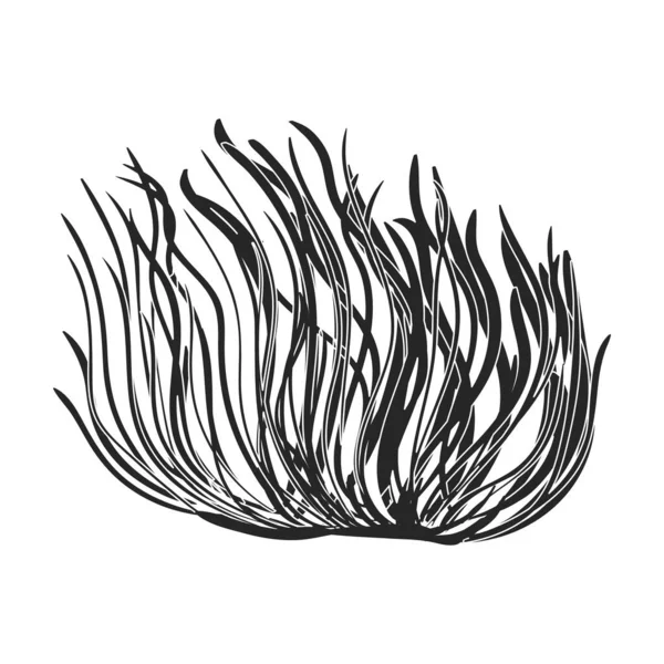 Sjögräs vektor ikon.Svart vektor ikon isolerad på vit bakgrund alger. — Stock vektor