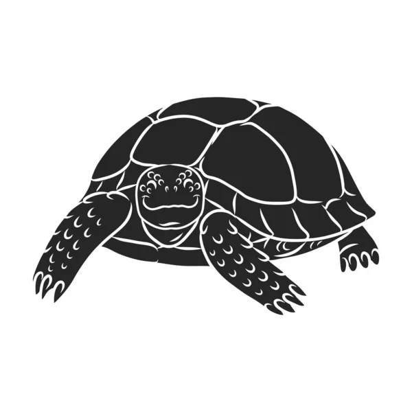 Значок Вектора Черепахи Логотип Черного Вектора Изолирован Белом Фоне Черепахи — стоковый вектор