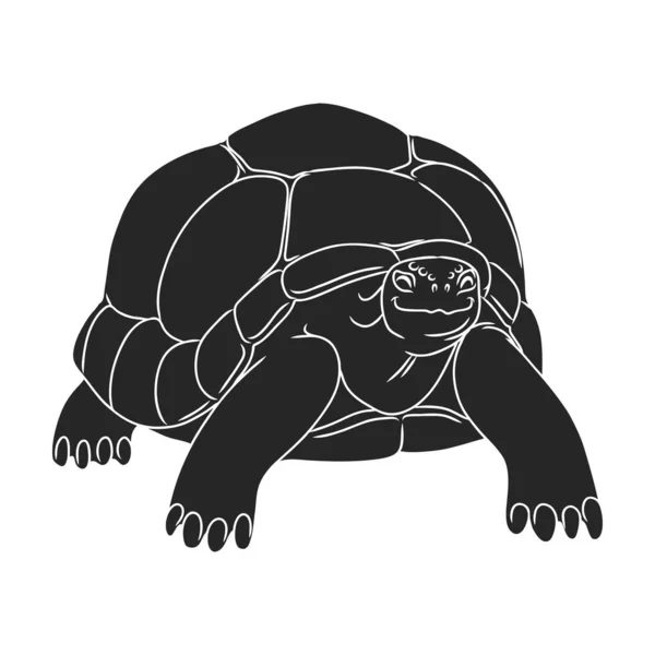 Tortuga Vector Icon Black Logotipo Del Vector Aislado Tortuga Fondo — Archivo Imágenes Vectoriales