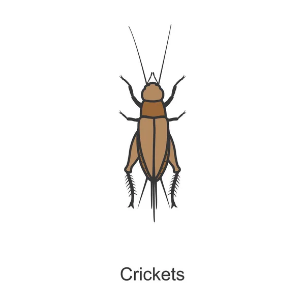 Cricket Vetor Icon Color Logotipo Vetor Isolado Fundo Branco Críquete — Vetor de Stock