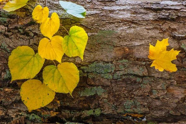 Laub im Herbst Stockbild