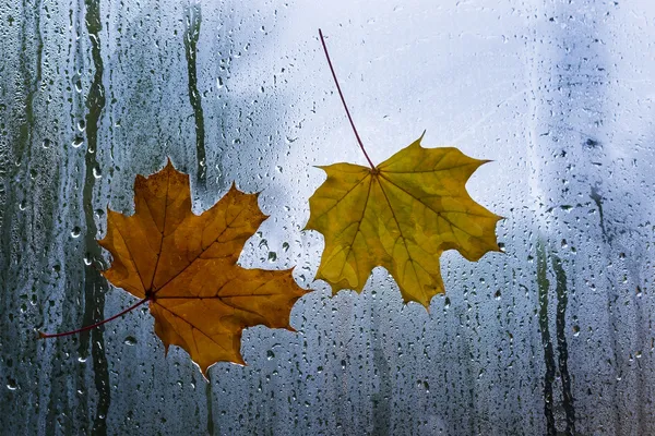 Hojas de otoño sobre ventana de lluvia —  Fotos de Stock