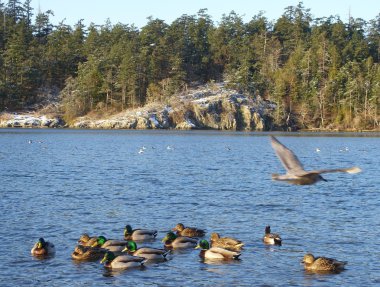 Dockside lagoon, Ducks