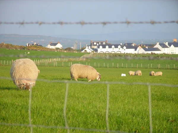 Happy Sheep — Stock Photo, Image