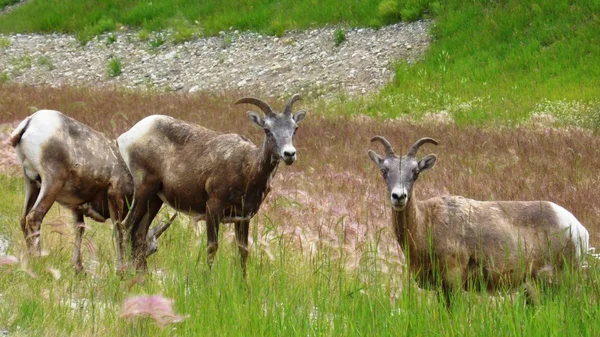 ジャスパー国立公園、アルバータ、カナダで山のヤギ — ストック写真