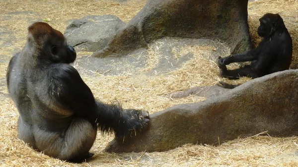 Gorilla's calgary Zoo in alberta, canada Rechtenvrije Stockafbeeldingen