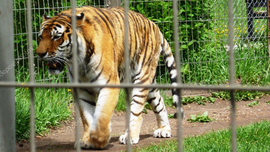 Tiger At Calgary Zoo Stock Photo C Craigscottwalke 13896173