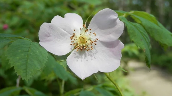 Kwiat w gołąb jezioro Wojewódzkiego Parku, alberta, Kanada — Zdjęcie stockowe