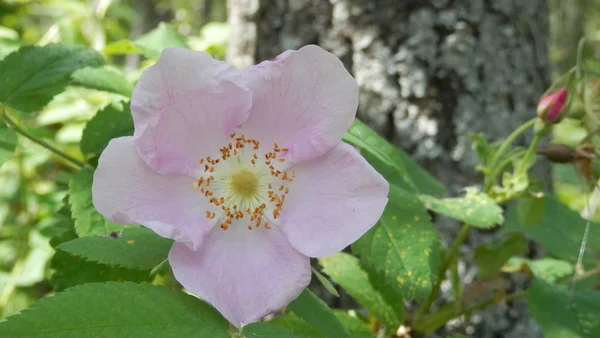 Alberta Wild Rose in Pigeon Lake Provincial Park, Alberta, Canada — Stock Photo, Image