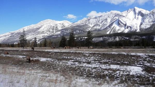 Pâturage de wapitis près de Jasper — Photo