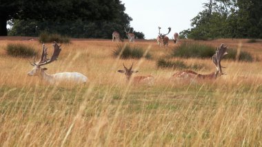 knole Park, kent rahatlatıcı geyik